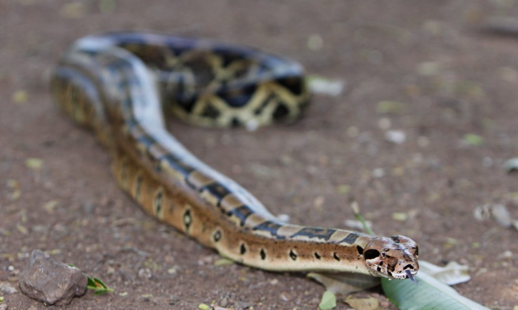 A file image of Boa Constrictor A file image of Boa Constrictor