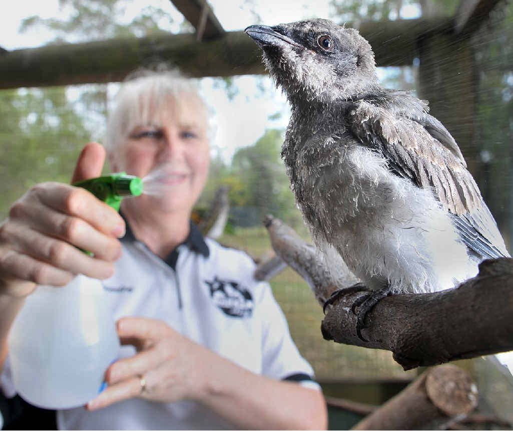 DON’T FLAP: Wildlife carer Beverley Clarke sprays water on a rescued bird to keep it cool. DON’T FLAP: Wildlife carer Beverley Clarke sprays water on a rescued bird to keep it cool.