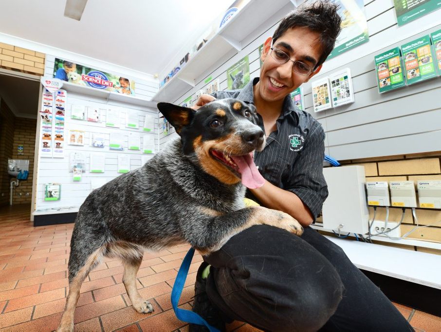 Vet Dr Rishi Shah of Greencross Vets at Redbank Plains with Lara who suffered pancreatitis due to being overweight.