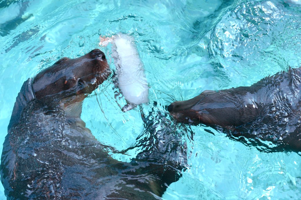 The seals at UnderWater World get a tasty treat for the summers sweltering heat. The mammals were given ice cubes and inside were the seals favouirite food- squid and fish. Photo:Warren Lynam / Sunshine Coast Daily The seals at UnderWater World get a tasty treat for the summers sweltering heat. The mammals were given ice cubes and inside were the seals favouirite food- squid and fish. Photo:Warren Lynam / Sunshine Coast Daily