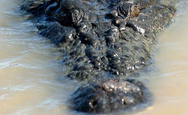 A crocodile has been sighted in Tooan Tooan Creek. A crocodile has been sighted in Tooan Tooan Creek.