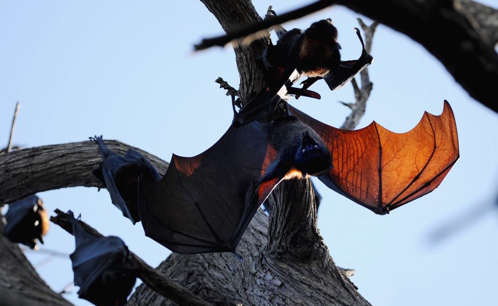 Premier Newman is pushing for flying foxes to be moved on from Queensland's regional cities. Premier Newman is pushing for flying foxes to be moved on from Queensland's regional cities.