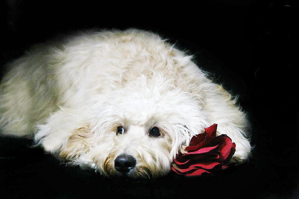 Brassall Veterinary Surgery have started a photography studio for pets. Photo: Contributed Brassall Veterinary Surgery have started a photography studio for pets. Photo: Contributed