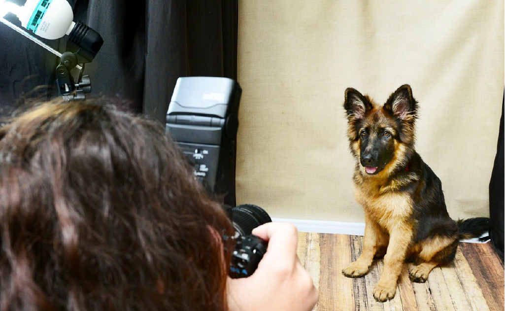 German shepherd puppy Max poses for photographer Tara Goulter at Brassall Veterinary Surgery. German shepherd puppy Max poses for photographer Tara Goulter at Brassall Veterinary Surgery.