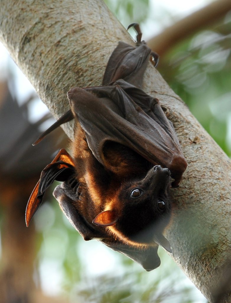 FLYING MENACE: Bundaberg Regional Council is looking to relocate a colony of bats that have taken up residence in Bargara. Photo: Max Fleet / NewsMail FLYING MENACE: Bundaberg Regional Council is looking to relocate a colony of bats that have taken up residence in Bargara. Photo: Max Fleet / NewsMail