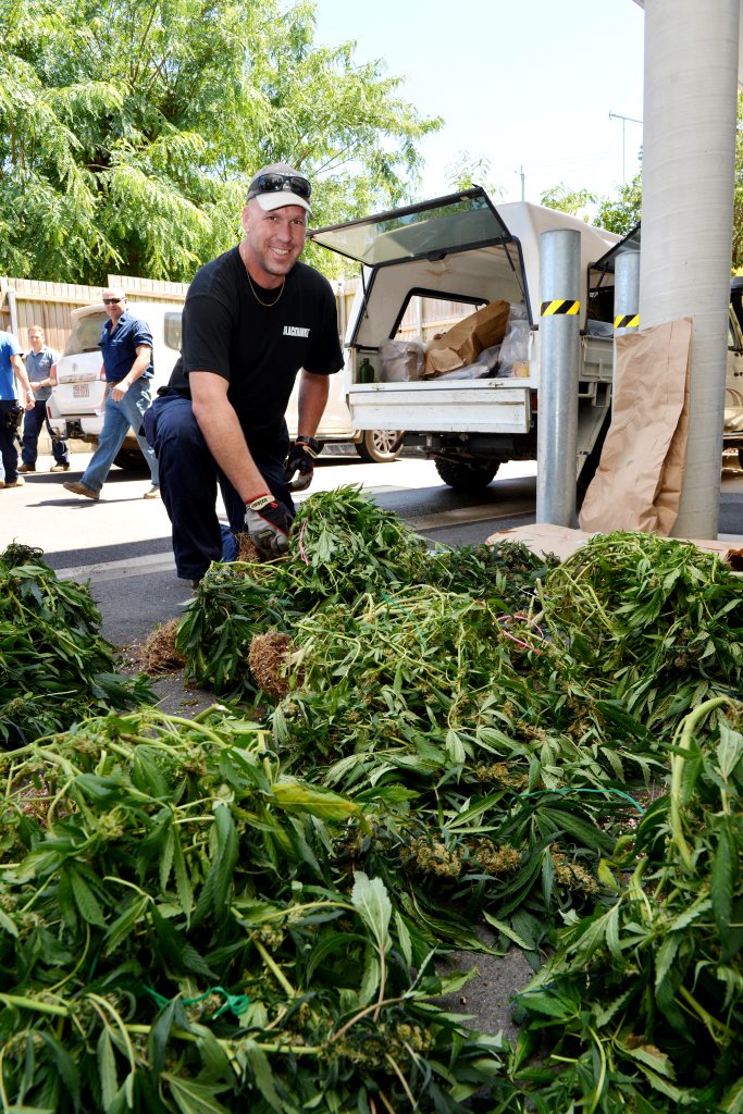 Detective Darren Gough, from the State Drug Investigation Unit, with some of the marijuana taken in this week's drug bust. Detective Darren Gough, from the State Drug Investigation Unit, with some of the marijuana taken in this week's drug bust.