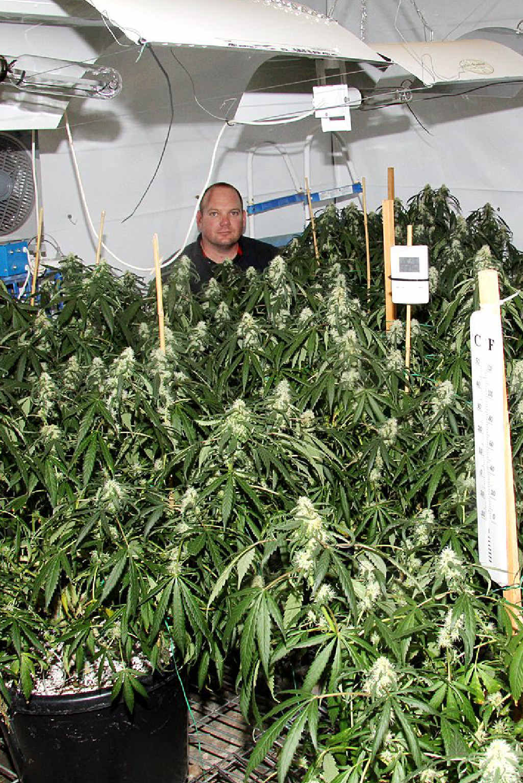 Plain clothes Senior Constable Chris Lawson from Kingaroy CIB at one of the hydroponic operations. Plain clothes Senior Constable Chris Lawson from Kingaroy CIB at one of the hydroponic operations.