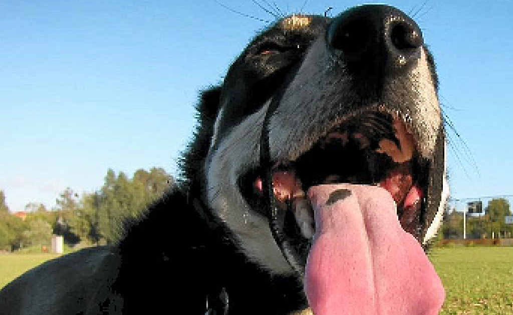 Good to remember that your dog may not be able to cool as fast as you can. Good to remember that your dog may not be able to cool as fast as you can.