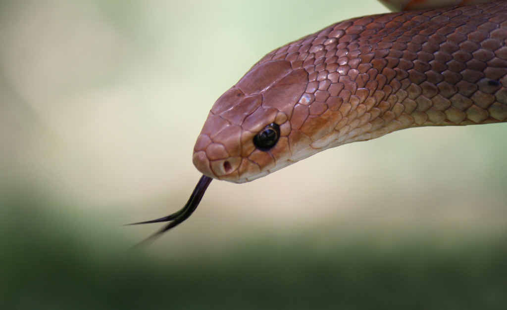Snake catcher says slithery 'friends' on the move in region Warwick