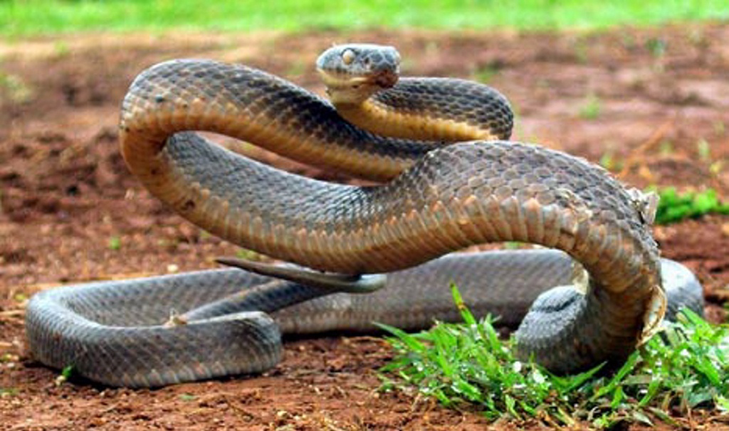 If you do notice your dog barking at a snake, call it away and keep your eye on the snake, then call a licenced snake catcher. If you do notice your dog barking at a snake, call it away and keep your eye on the snake, then call a licenced snake catcher.