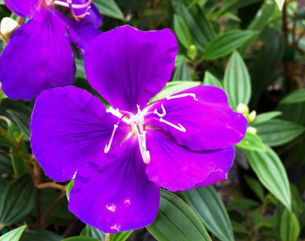 Australian plant breeder Terry Keogh is now producing tibouchinas in a range of colours and growing habits, in the new 'fantasy flowers' collection. Australian plant breeder Terry Keogh is now producing tibouchinas in a range of colours and growing habits, in the new 'fantasy flowers' collection.
