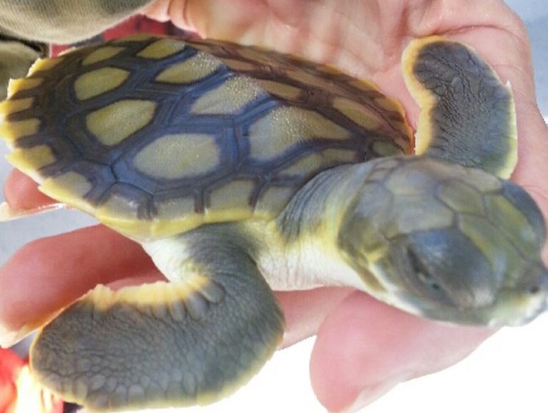 A baby turtle was found amongst the barges at the Gladstone Marina and taken to the Quoin Island Turtle Rehabilitation Centre. 