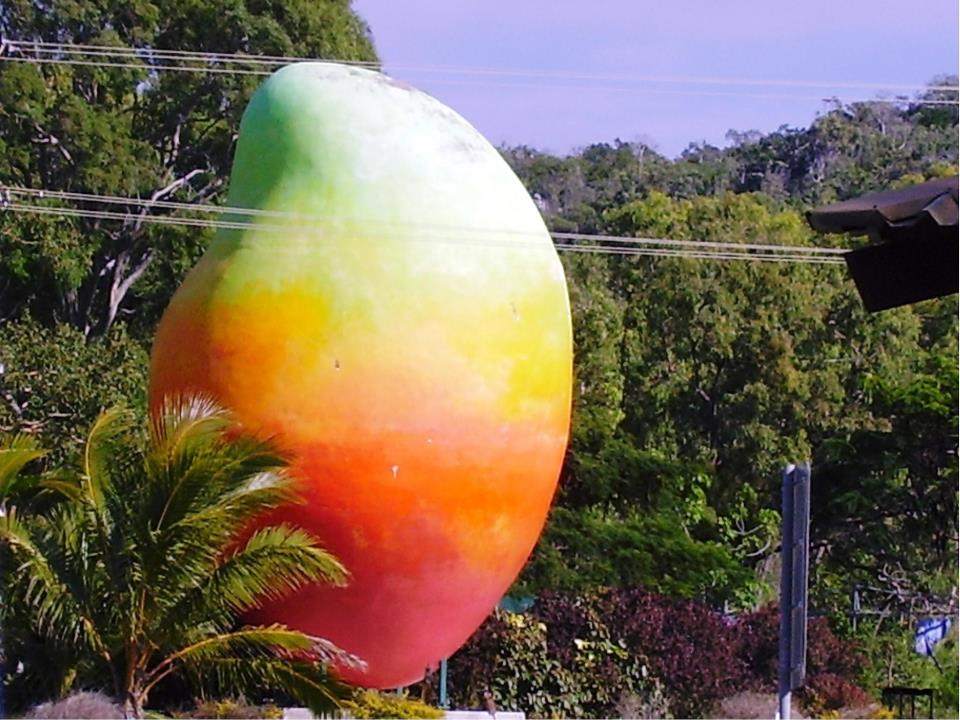 The big mango which was reported as stolen, to the media, this week by Bowen Tourism. The big mango which was reported as stolen, to the media, this week by Bowen Tourism.