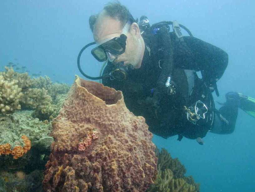 Dive tours of the coral formations in the protected bay off Keswick Island will begin next month from Mackay.