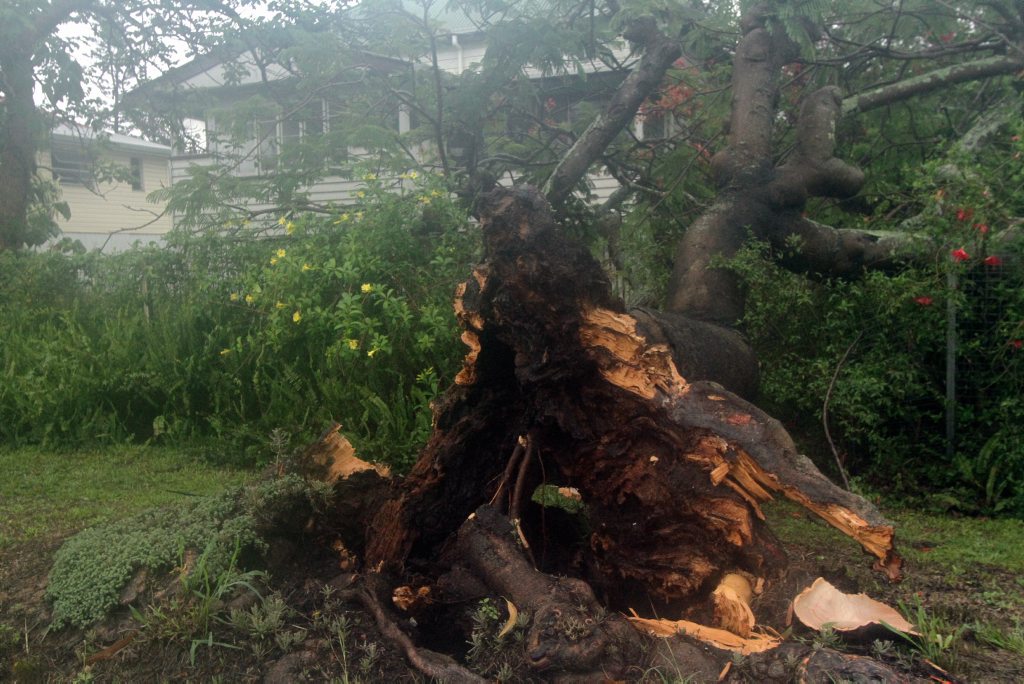 A massive tree on a Gympie Rd, Tinana, footpath collapsed falling toward, but just missing, a home on Saturday. A massive tree on a Gympie Rd, Tinana, footpath collapsed falling toward, but just missing, a home on Saturday.
