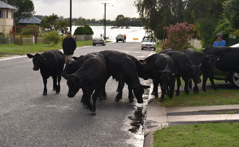 Category C flood assistance will help Southern Downs farmers get back on their feet. Category C flood assistance will help Southern Downs farmers get back on their feet.