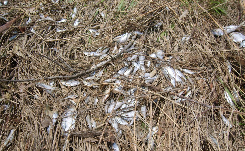 These dead fish were seen at Pikes Crossing just after flood waters subsided on the Boyne River. The photo was taken by a resident. These dead fish were seen at Pikes Crossing just after flood waters subsided on the Boyne River. The photo was taken by a resident.