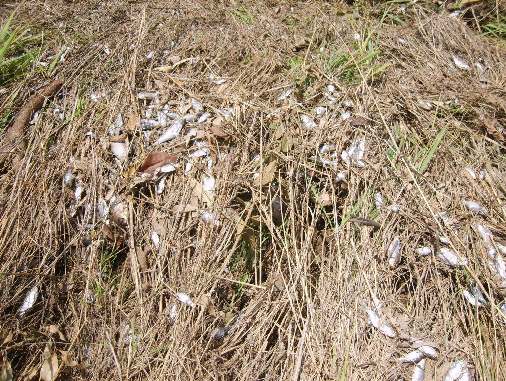 These dead fish were seen at Pikes Crossing just after flood waters subsided on the Boyne River. The photo was taken by a resident. These dead fish were seen at Pikes Crossing just after flood waters subsided on the Boyne River. The photo was taken by a resident.