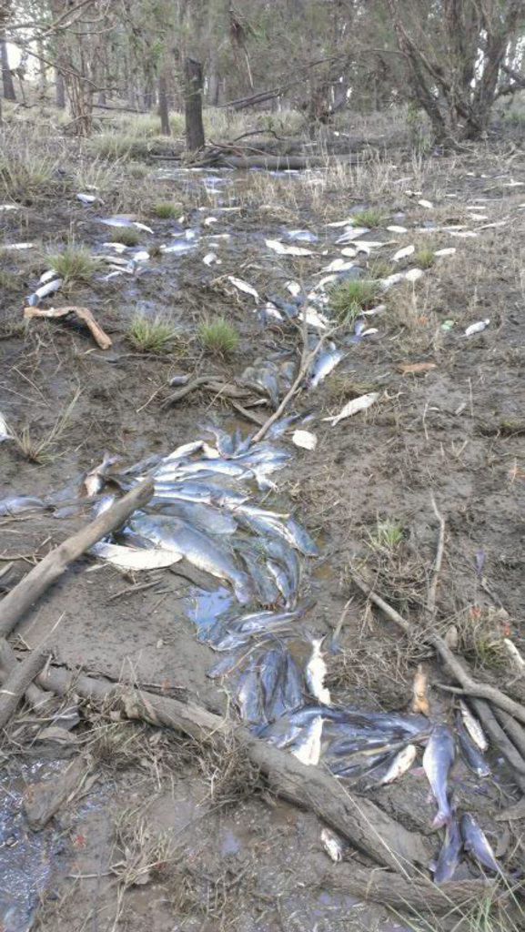 Thousands of dead fish found at Weir Park near Gogango after the floods. Photo Contributed by Garrett Kirk.