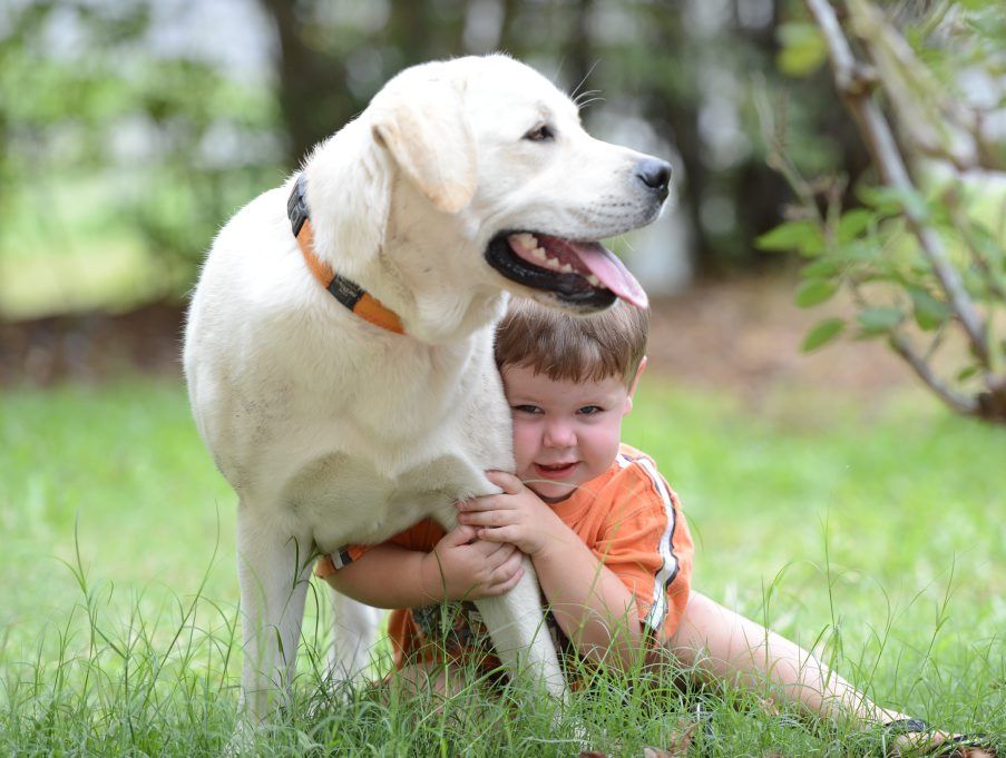 Two year old Liam Butler with his dog Murphy. Murphy was found after a reader saw the story in Tuesday's QT. Two year old Liam Butler with his dog Murphy. Murphy was found after a reader saw the story in Tuesday's QT.
