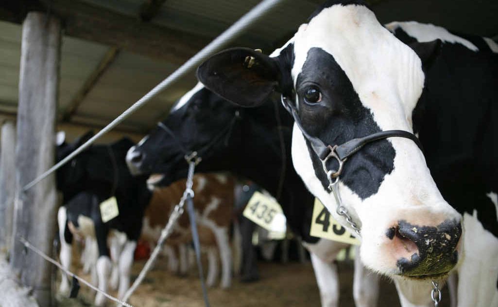 Cows do their bit to help with Norco's $3.1m net profit. Cows do their bit to help with Norco's $3.1m net profit.