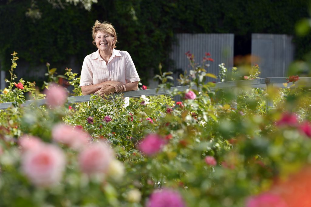 Pam Barton from Barton's Rose Farm near Kalbar has seen some of her potted roses damaged from the recent heavy rain. Pam Barton from Barton's Rose Farm near Kalbar has seen some of her potted roses damaged from the recent heavy rain.