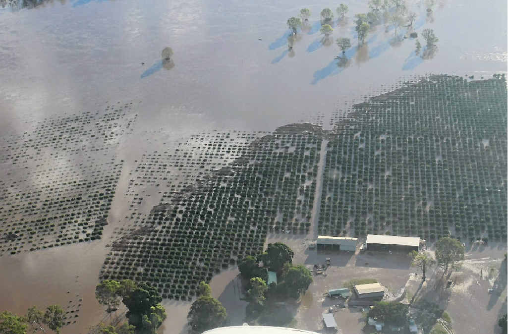 UNDER WATER: Much of Abbotsleigh Citrus farm was inundated. UNDER WATER: Much of Abbotsleigh Citrus farm was inundated.