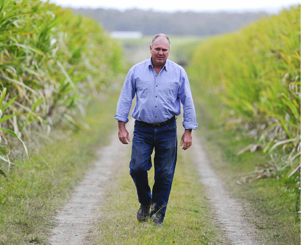 Chairman of the Clarence River Cane Growers Association, Maclean farmer Ross Farlow. Chairman of the Clarence River Cane Growers Association, Maclean farmer Ross Farlow.
