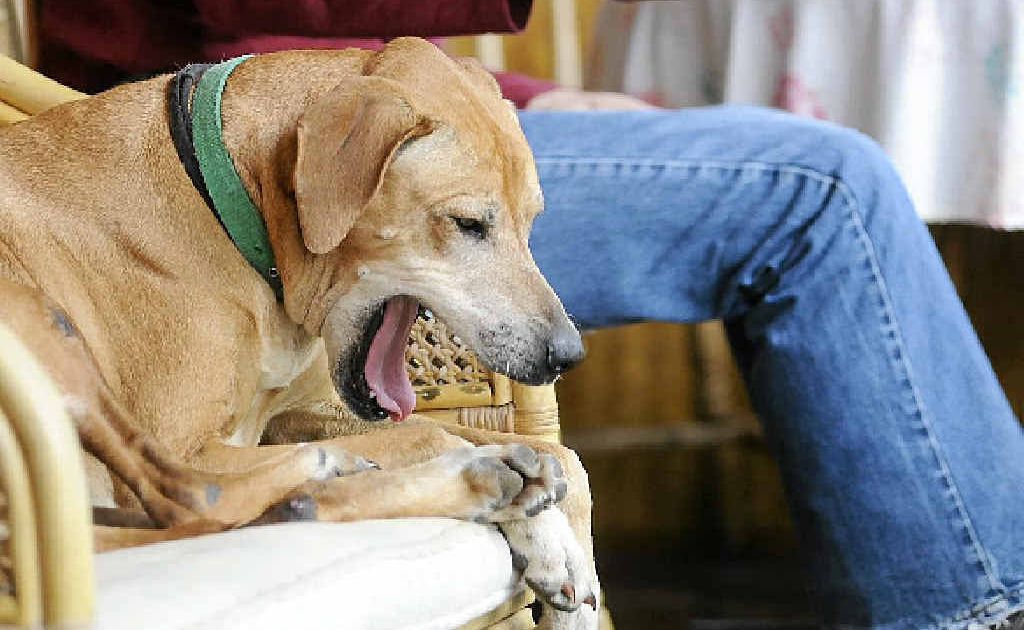 PEOPLE WHISPERER: Jennie Dell’s dog Firefly yawns politely for Australia’s best-known expert on dog behaviour, Martin McKenna. PEOPLE WHISPERER: Jennie Dell’s dog Firefly yawns politely for Australia’s best-known expert on dog behaviour, Martin McKenna.