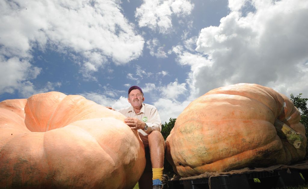 GROUND GIANTS: Brunswick Wholesale Plants owner John Mills with his Atlantic giant pumpkins which weigh up to 570kg. GROUND GIANTS: Brunswick Wholesale Plants owner John Mills with his Atlantic giant pumpkins which weigh up to 570kg.