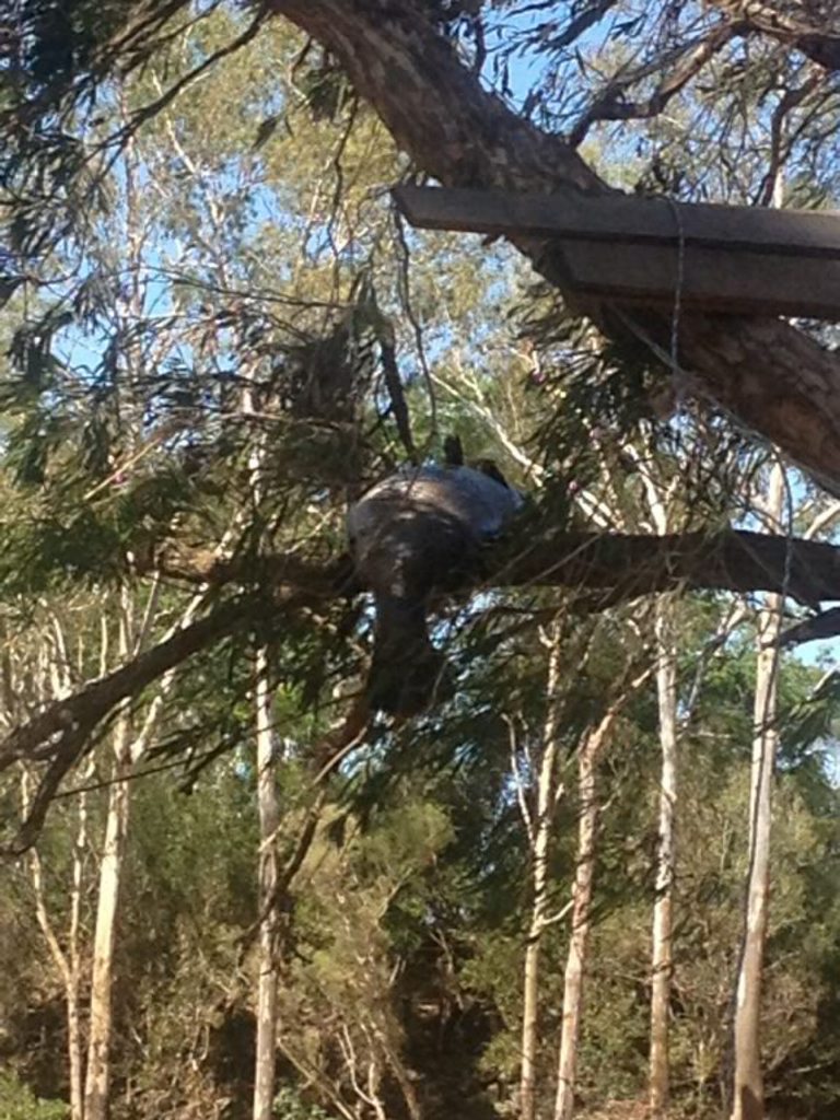 A metre long Barra up a tree at Pikes Crossing. A metre long Barra up a tree at Pikes Crossing.