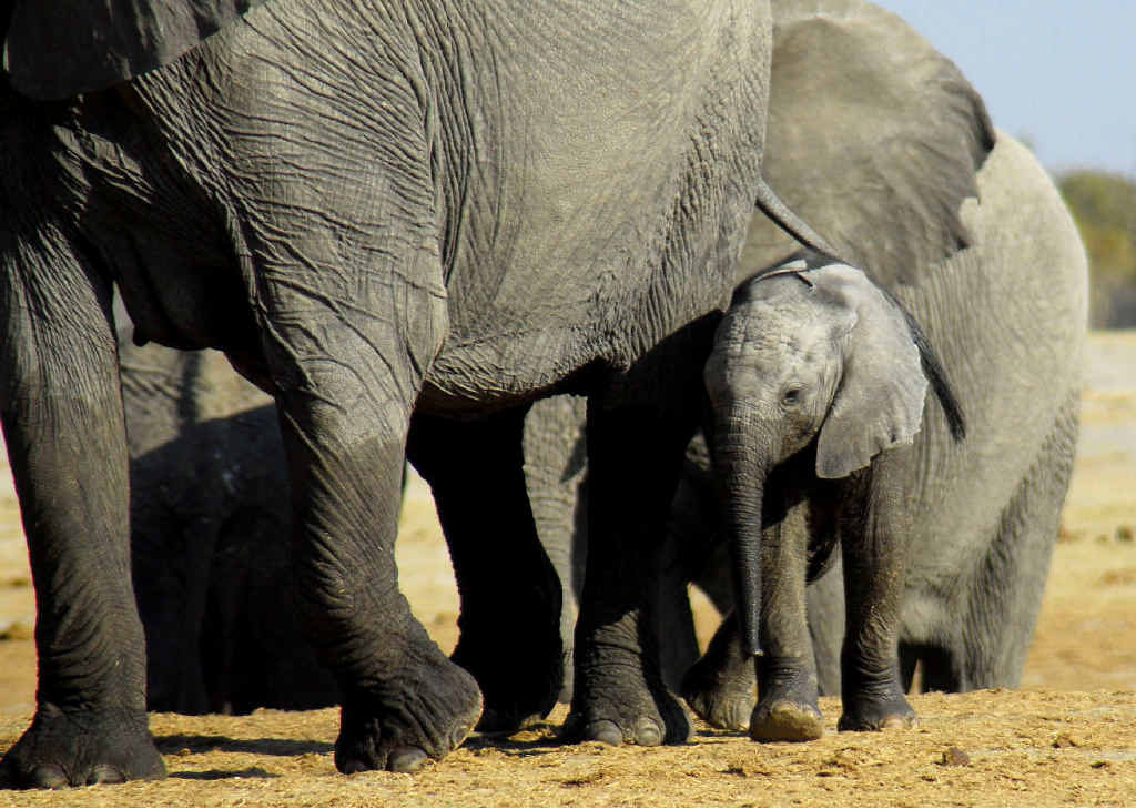 WALK OF LIFE: Elephants at Hwange National Park, Zimbabwe. WALK OF LIFE: Elephants at Hwange National Park, Zimbabwe.