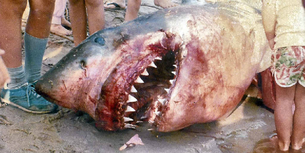 MAKING A POINT: This white pointer was caught off Sunshine Beach more than 30 years ago. MAKING A POINT: This white pointer was caught off Sunshine Beach more than 30 years ago.