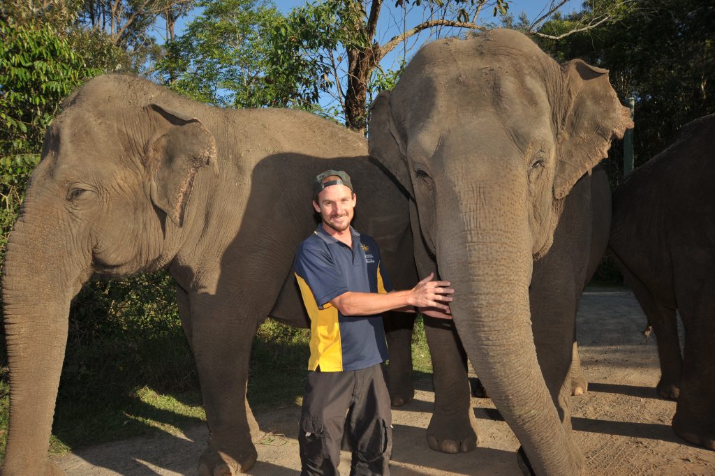 Siam the Asian elephant has died at Australia Zoo. She is pictured here (left) with Daily photographer, Brett Wortman and Sabu (right) Siam the Asian elephant has died at Australia Zoo. She is pictured here (left) with Daily photographer, Brett Wortman and Sabu (right)