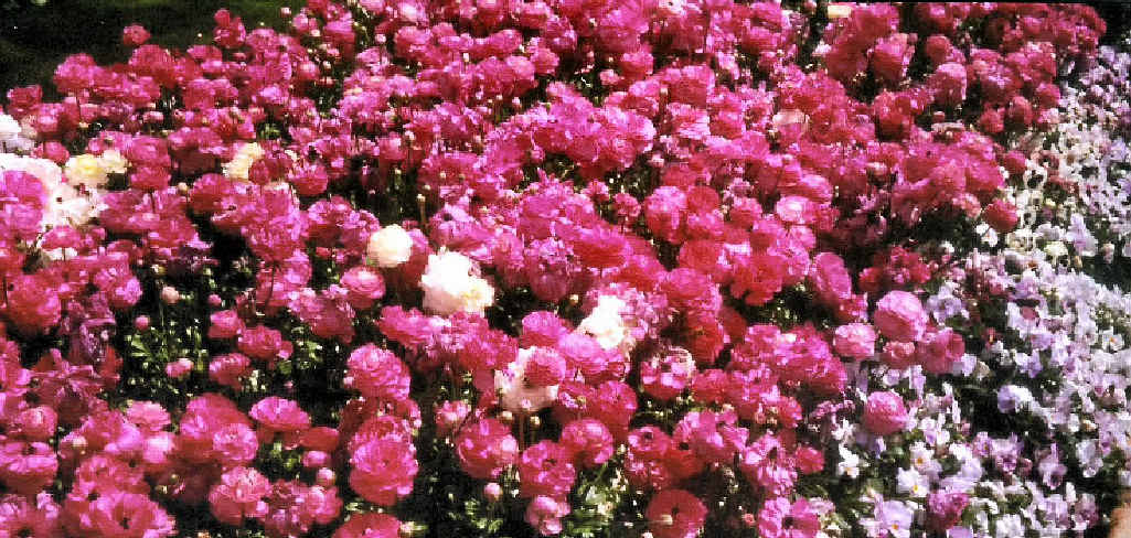 FLOWER POWER: Dorothy Kable’s endless line of shades of pink won the plant class in the local photography competition. FLOWER POWER: Dorothy Kable’s endless line of shades of pink won the plant class in the local photography competition.