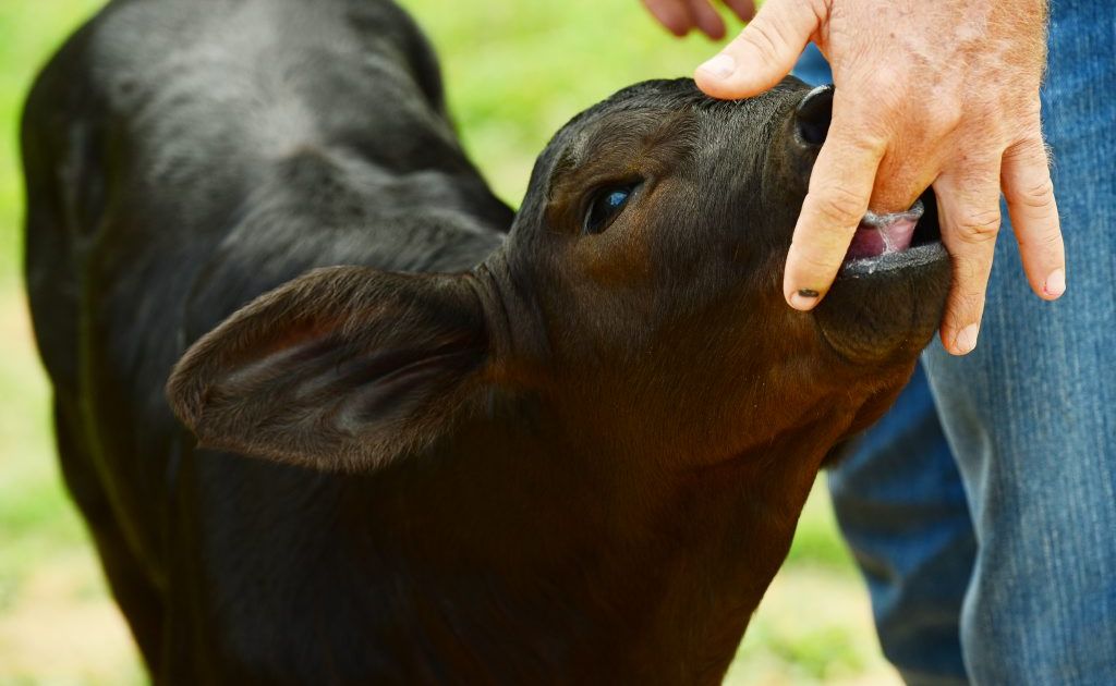 Cloned cow 'Eve' at Oaklands Brangus stud, Kalapa. Photo Sharyn O'Neill / The Morning Bulletin Cloned cow 'Eve' at Oaklands Brangus stud, Kalapa. Photo Sharyn O'Neill / The Morning Bulletin