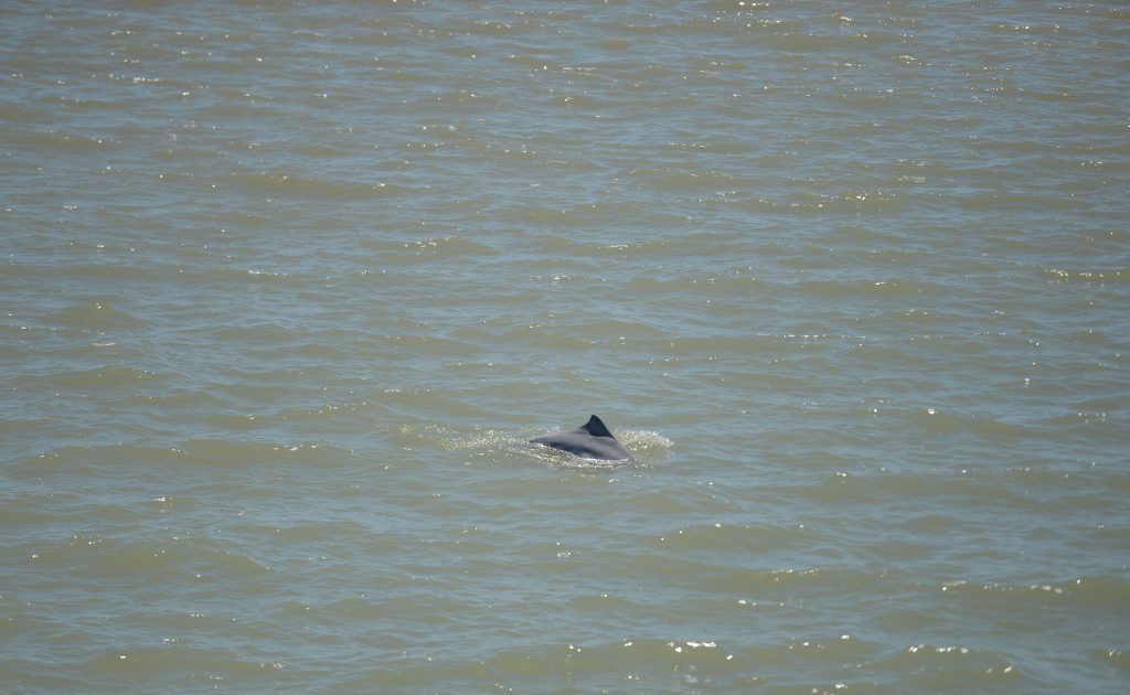 Dolphins swimming near RG Tanna Coal Export Terminal. File photo. Dolphins swimming near RG Tanna Coal Export Terminal. File photo.