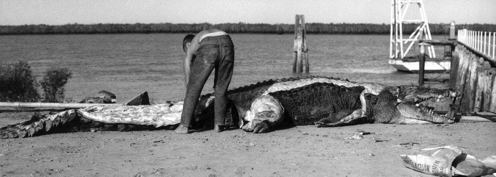 A massive crocodile found near Port Alma in 1963. A massive crocodile found near Port Alma in 1963.