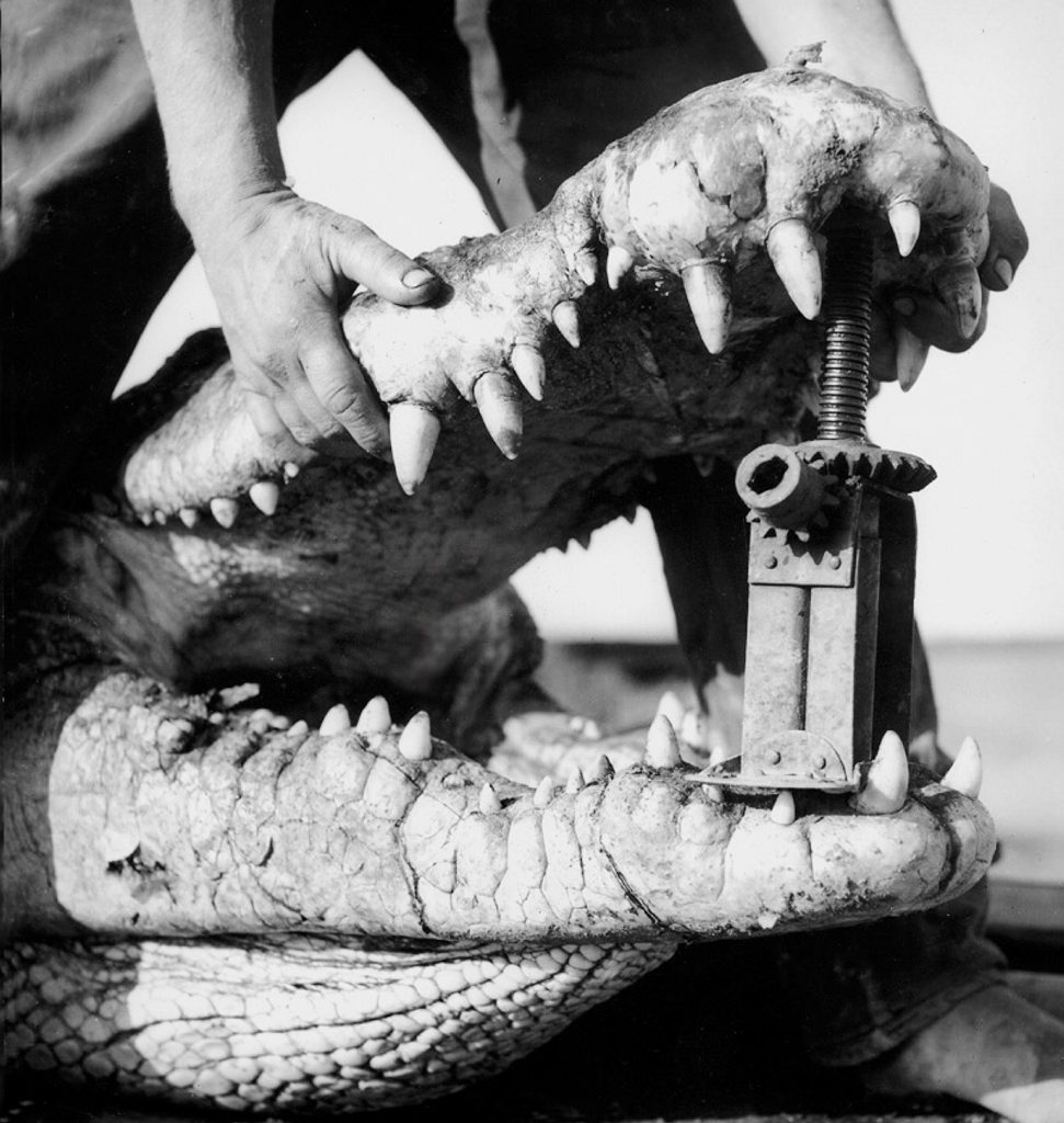 The croc head. The croc head.