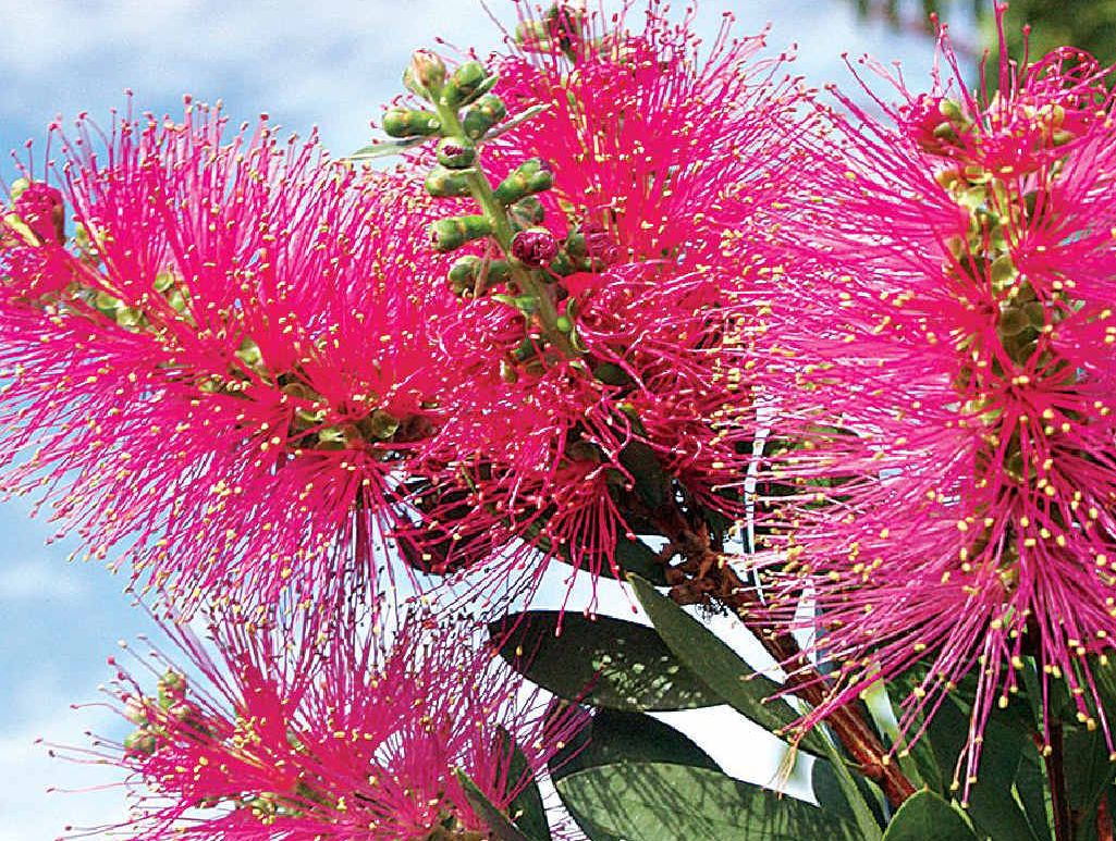 How well Hot Pink lives up to its name. How well Hot Pink lives up to its name.