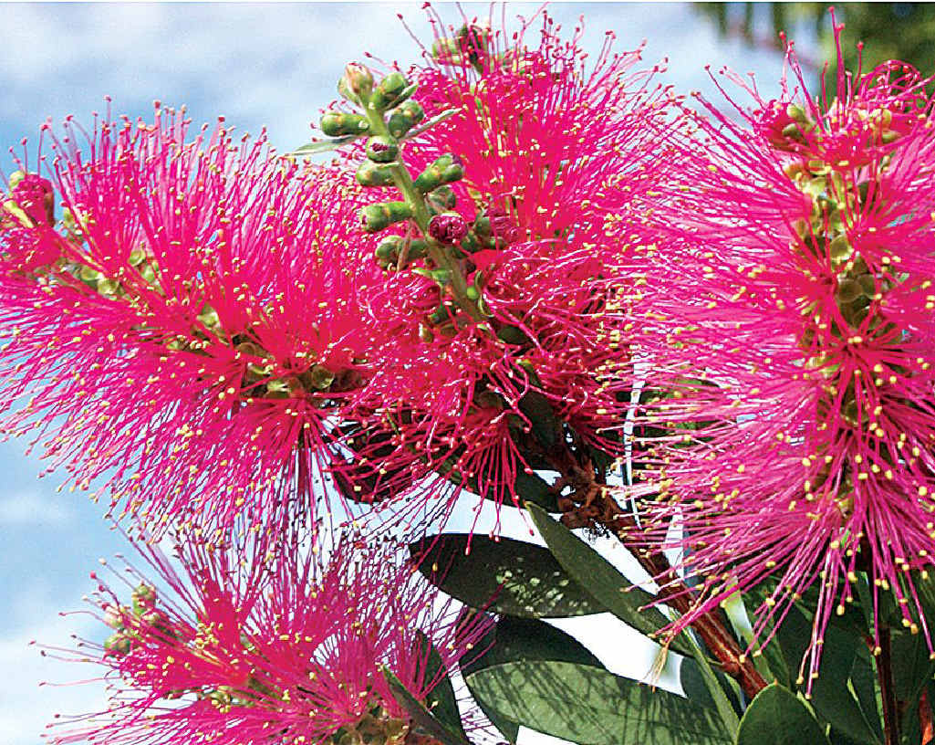 How well Hot Pink lives up to its name. How well Hot Pink lives up to its name.