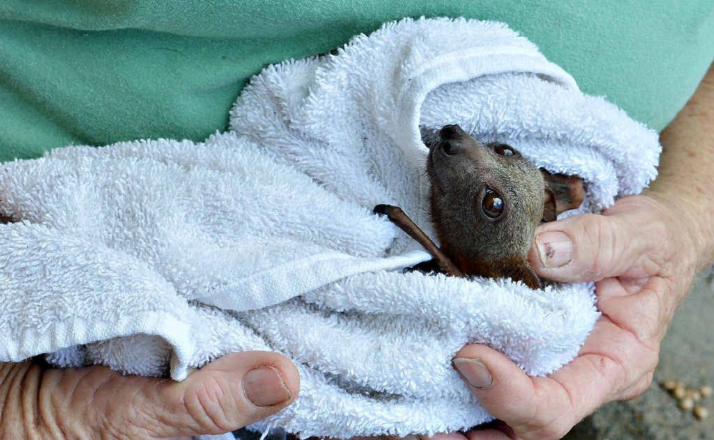 Children should not handle flying foxes. Children should not handle flying foxes.