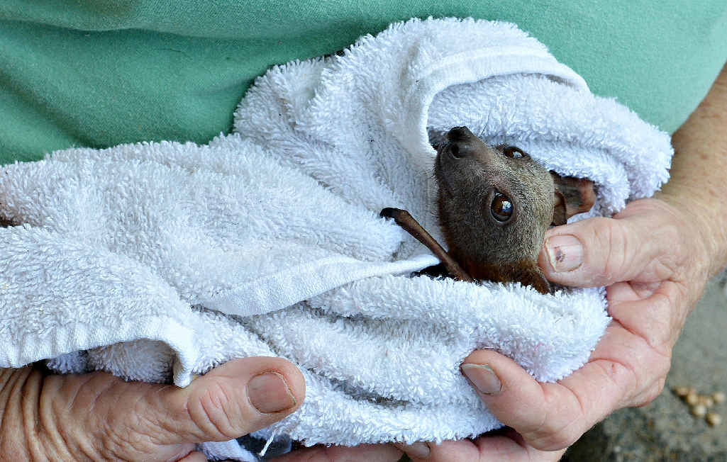 Children should not handle flying foxes. Children should not handle flying foxes.
