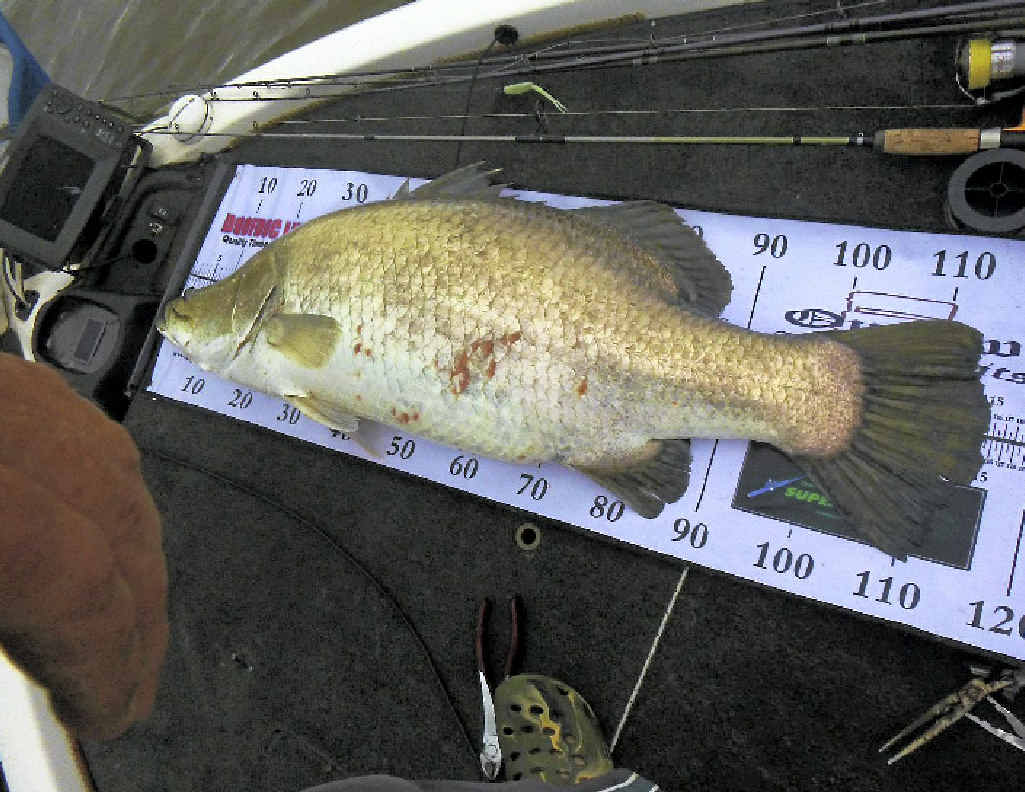 RED SPOTS AGAIN? A recreational fisherman took this photo on the Boyne River this week. He said most of the barra he caught had smaller red marks than this fish. RED SPOTS AGAIN? A recreational fisherman took this photo on the Boyne River this week. He said most of the barra he caught had smaller red marks than this fish.