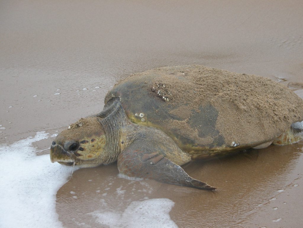 TURTLES' TOUGH TIMES: Huge seas and tides washed away many of the loggerhead turtle nests. TURTLES' TOUGH TIMES: Huge seas and tides washed away many of the loggerhead turtle nests.