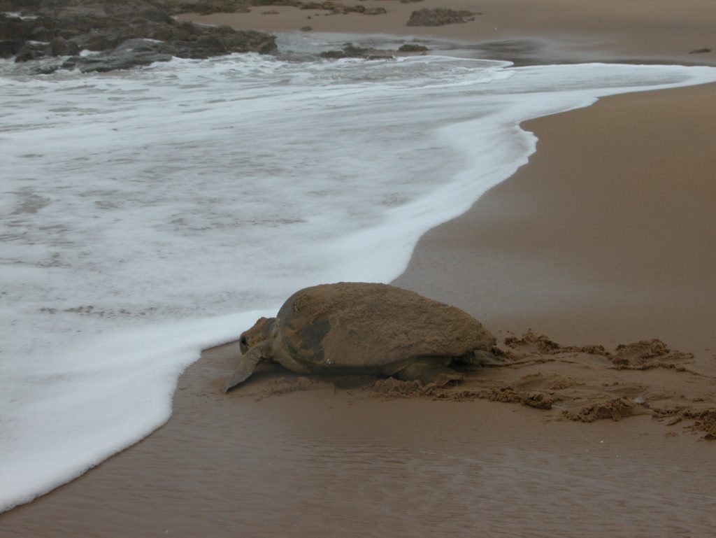 TURTLES' TOUGH TIMES: Huge seas and tides washed away many of the loggerhead turtle nests Photo Rob Black / The Observer