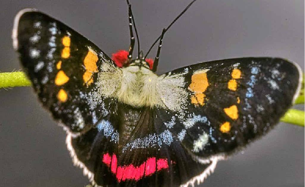 Joseph's Coat Moth – an unusual day flying moth is aptly named. Joseph's Coat Moth – an unusual day flying moth is aptly named.