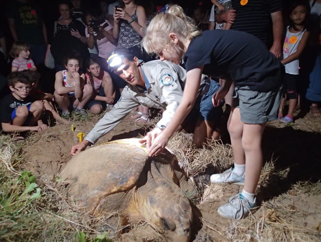 JUNIOR RANGER: Mon Repos ranger Shane O'Connor shows junior turtle ranger Hayley Simmons how to measure the length of a nesting turtle. Photo Contributed