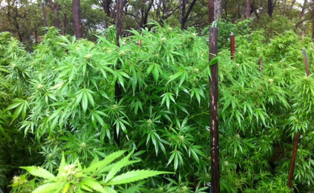 Drug bust Feb 22 2013Photo: Contributed Drug bust Feb 22 2013Photo: Contributed