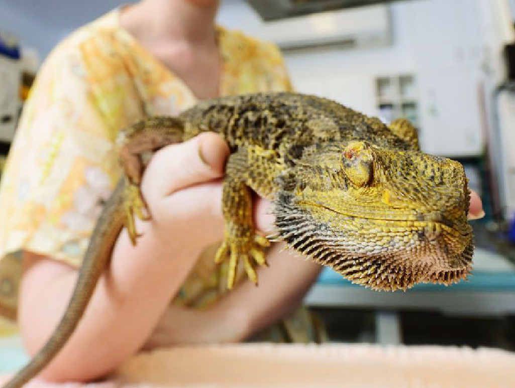 SPECIAL PATIENT: RSPCA wildlife vet nurse Madeline Rienecker with bearded dragon Dexter who will undergo radiation treatment to stop a tumour growing above his right eye. SPECIAL PATIENT: RSPCA wildlife vet nurse Madeline Rienecker with bearded dragon Dexter who will undergo radiation treatment to stop a tumour growing above his right eye.